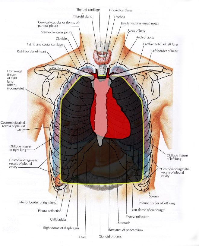 thorax_anterior (660 x 816)